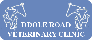 Mixed Animal Veterinary Surgeon  Llandrindod Wells