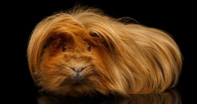 Mrcvsonline Study Reveals Origins Of Guinea Pig Domestication