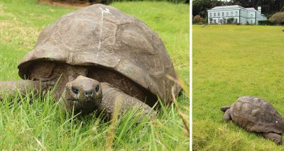 Jonathan the 190-Year-Old Tortoise Was Photographed in 1886 and