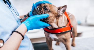 does erythromycin treat contact dermatitis on dogs eyes