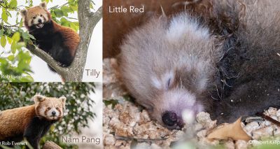 Mrcvsonline Red Panda Cub Birth A Symbol Of Hope