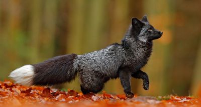 Aylesbury animal centre looks after rare silver fox rescued from fur trade